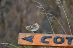 Common Snipe