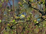 Blue Tit