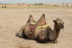 Dromedary camel