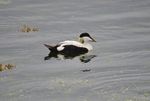 Eider