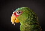Pet Birds portfolio