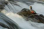 Harlequin Duck (male) on rock, River Laxa, Iceland