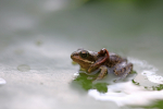 The Common Frog _ 019 , Rana temporaria