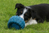 Skye Sheepdog Puppy 5