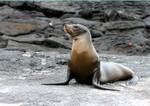 IMG_9294 Galapagos Sea Lion on laval shore