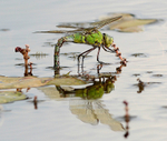 Southern Hawker Dragonfly 1