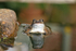 Frog 1