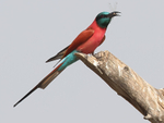 Northern Carmine Bee Eater