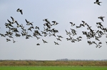 Barnacle Geese