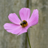 16th August Bumble on Cosmos Flower