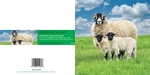Ref 74 Swaledale Sheep