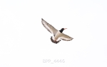 BPP_4446