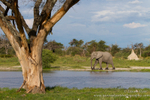 Delta environment and elephant