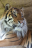 Tiger 2