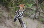 Hoopoe