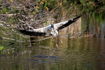 Wood Stork lifts off with nest material, Wakodahatchee, Florida