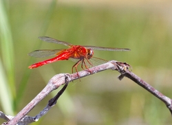 Dragonflies _0012