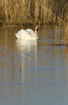 Mute Swan Gallery portfolio