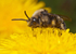 Melecta albifrons