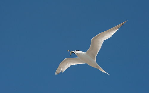 Sandwich Tern with Sand Eel