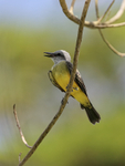 Tropical Kingbird, Col...