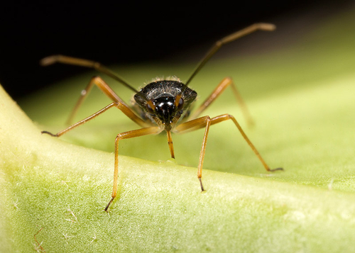 This specimen, although on ivy, was very close to a large oak. The likely identification of [i]Dryophilocoris flavoqu…