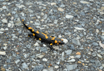 Fire Salamander