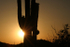 Saguaro flare