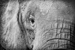 African Elephant -RLP_8337