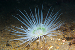 Synarachnactis lloydii