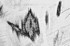 AD570