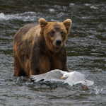 Grizzly Bear chases off a Glaucous-winged Gull