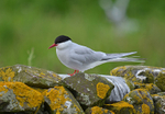 Arctic Tern