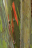 Bark of Rainbow Eucalyptus, Hawaii
