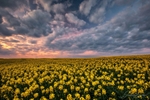 Rapeseed Sunset