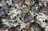 Tree - 1024
