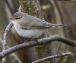 Siberian Chiffchaff