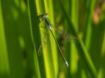 Emerald Damselfly