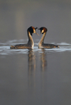 Great Crested Grebe ref GREBE 1