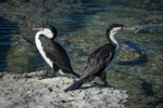 Pied Shags