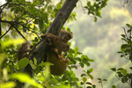 Macaque Monkey in Jungle in Ella Sri Lanka 11