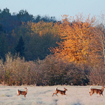 Frosty Morning Whitetails