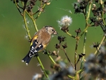 Juvenile Goldfinch