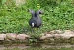 Coot