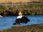 Egyptian Goose