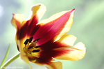 Flowers 17 - 23