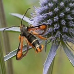  Fiery clearwing (Pyropteron chrysidiforme)