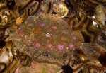 Phrynorhombus norvegicus