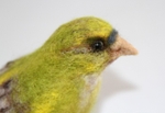 Green Finch. Photo 3