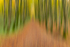 Into the Forest